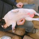 세상 편하개 이미지