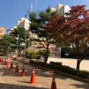 은행정천 이미지