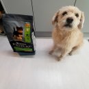 퍼피플랜 | 퓨리나 프로플랜 스몰앤토이 퍼피 후기