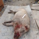 한태농장 이미지