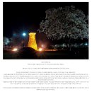 [경북 경주여행] 동양에서 가장 오래된 천문대, 첨성대와 반월성, 계림 야경 이미지