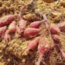 신나농장 이미지