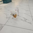 애기 강아지 반려견전문샵 이미지