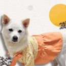 댕댕'sweet 이미지