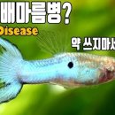구피