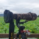 니콘D6 &amp; 800mm 보냅니다. 이미지