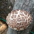 정경식농장 이미지