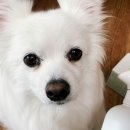 A0087 | 푸푸몬스터 강아지 탈취제, 강아지 냄새제거에 좋아요~!