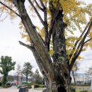 장기초등학교 이미지