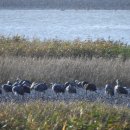 두루미네 이미지