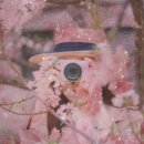 카페하애 이미지