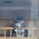 러블리펫 전남3호점 이미지