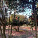 제주감성독채숙소 다빈(제주풀꽃) | (제주살기330일차) 제주 동백 아이들 가족과 함께하기...송당마을투 빈티지 감성 소품샵 제주동쪽 겨울여행