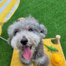 포포퍼피 이미지