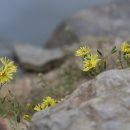 2025 대구시조협회 함안 문학기행 2 (무기연당) 이미지