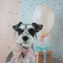 그루밍 호찌 이미지