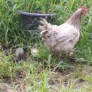 꼬꼬농장 이미지