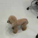 짱구 애견 하우스 이미지