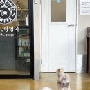 안녕, 멍멍아 이미지