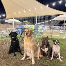 서촌동 댕번지 이미지