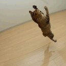 날으는고양이 이미지
