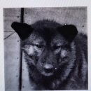 야성미와 능력이 특출한 이상적인 진돗개 '유일이' 이미지