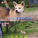 뿌리동물농장 이미지