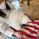 냥이시대 이미지