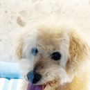 강남큰빛유치원 | 강남강아지호텔 3박 후기 애견미용까지 착한 가격 켈리독 추천