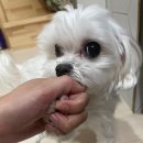 엘에이치과의원 이미지