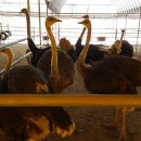 한길3농장 이미지