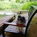 뽑뽀뽀 | 퍼피엔젤 BEBE 구명조끼 댕댕이에게 입혀봤어요~~