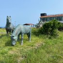 제주 월령리 선인장군락 이미지