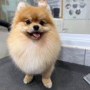 멍스 스쿨 | 수원 팔달구 포메라니안 애견호텔 멍스스쿨 후기