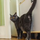 하이반려동물행동클리닉 이미지