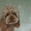 24시프라임동물병원 이미지