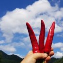 건이네 농장 이미지