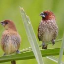 초보 오카리나 이미지