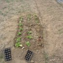 주공농장 이미지