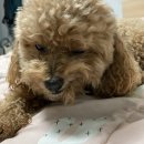 덕비네수제간식 이미지