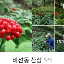 비선동 산삼 이미지