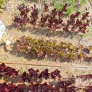 광탄면 삼거리 이미지