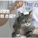 화이트그루밍 이미지