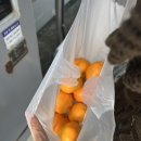 12월 제주도 한달살기 : 숙소,이동,맛집