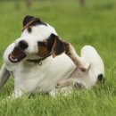 남창미르동물병원 이미지