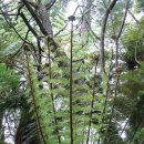 Re:Rotorua(로토루아)-Red Wood(레드 우드)-Fern Tree 이미지