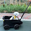 시소 펫 이미지