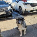 증평가정견훈련소 이미지