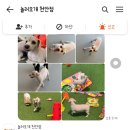 놀러오개 애견유치원 애견호텔 천안점 이미지
