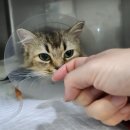 안산 센트럴 동물병원 이미지